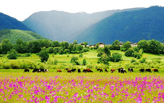 【云南精品】昆明、大理、洱海、双廊、丽江、玉龙雪山、香格里拉、泸沽湖9晚10天四星温泉品质游